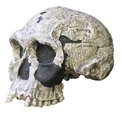 Homo Habilis