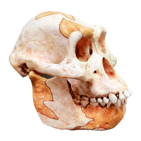 Habilitats dels australopitecus