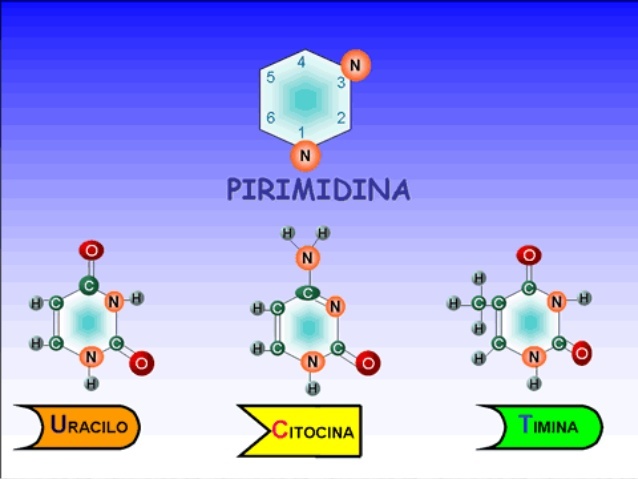 pirimidina