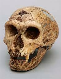 HOMO NEANDERTHALENSIS