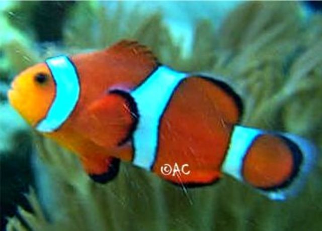 New England Colonies