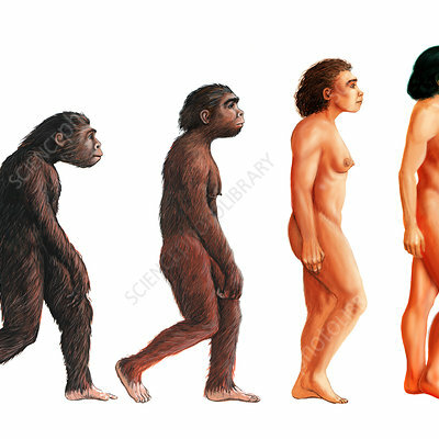 Timeline: hominització