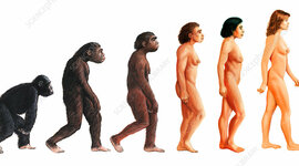 Timeline: hominització