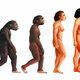 E4360037 stages in female human evolution.jpg