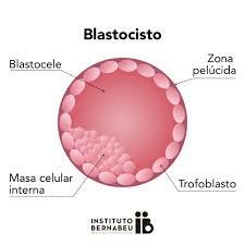 Blastocistos