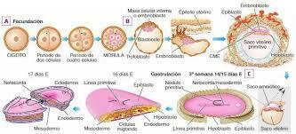Blastocito y su formación en la segunda semana