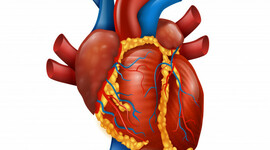 Timeline: El ciclo cardiaco