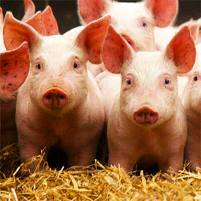 Timeline: Evolución del cerdo hasta nuestros días