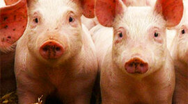 Timeline: Evolución del cerdo hasta nuestros días