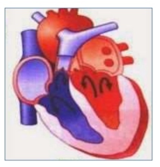 Sístole ventricular