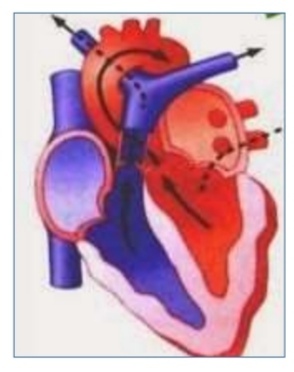 Sístole ventricular (2da fase)