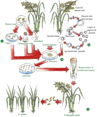 Agrobacterium- mediated gene transfer