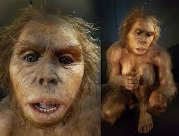 Homo habilis.