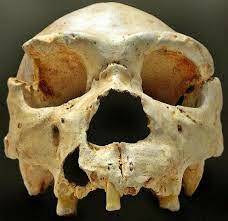 Homo Heidelbergensis