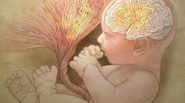 Timeline: Desarrollo del sistema nervioso humano