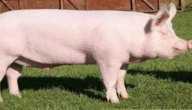 Cerdo Americano Yorkshire