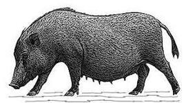 Timeline: evolucion del cerdo hasta nuestros dias