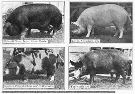 se domestica el cerdo en Europa