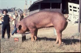 Alemania prohibido la importación de cerdos procedentes de Dinamarca