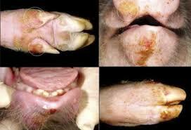 prohibición de importación de carnes frescas y refrigeradas