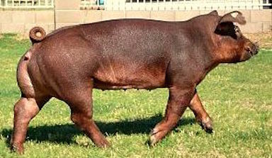 Cerdo duroc