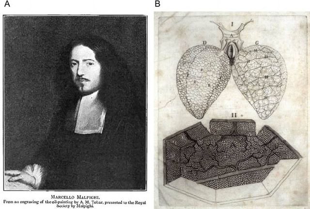 Marcello Malpighi (1628–1694)