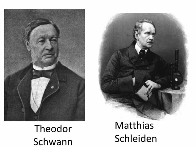 Theodor Schwann (1804–1881) y Matthias Schleiden (1810–1882)