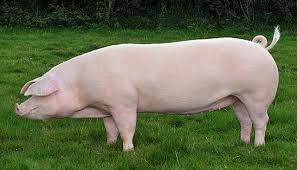 Existia en europa un grupo de landrace