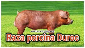 Grupos que dieron origen al Duroc