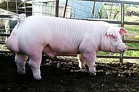 El chester white se origino en EE.UU