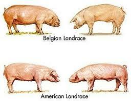 En dinamarca seinicia el mojarmienton de la propia raza danesa