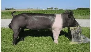 Se estableció la asociación américa de Hampshire