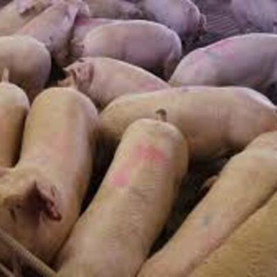 Timeline: Antecedentes históricos de los cerdos