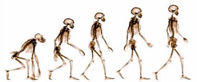 TEORÍA DE LA EVOLUVIÓN