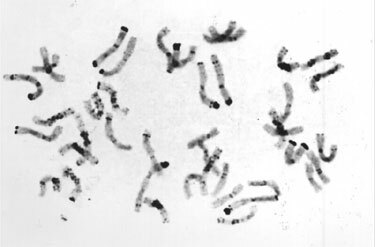 Descubrimiento de la meiosis