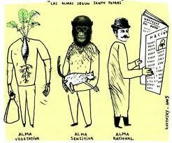 Almas según Aristóteles