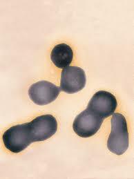 Primera célula viva artificial