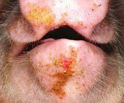 Prohibición de importación de carnes