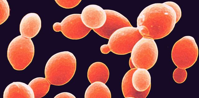 Producción de levadura.