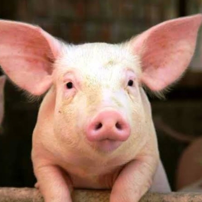 Timeline: La evolución de los cerdos hasta nuestros días