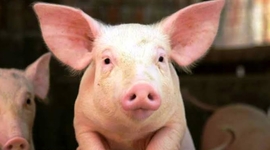 Timeline: La evolución de los cerdos hasta nuestros días