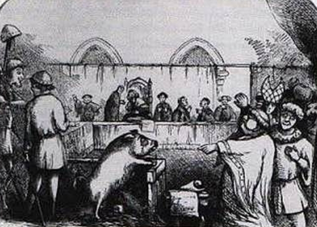 Se domestica el cerdo en Europa