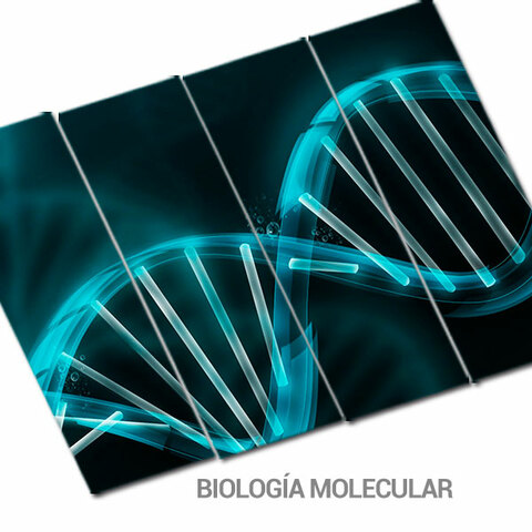Comienza la vertiente estructuralista