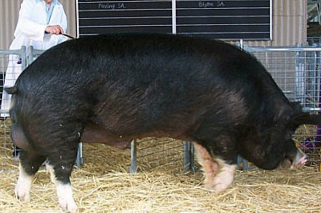 Importación de Duroc y Poland china