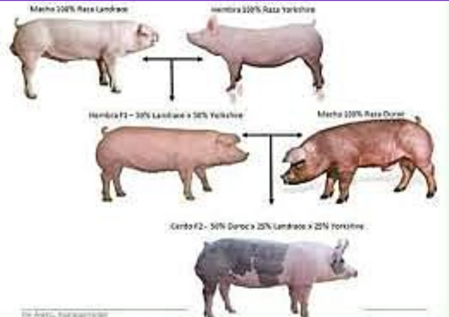 Empiezan a crear razas de cerdos