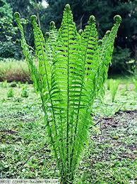 Ferns