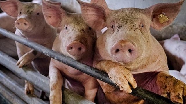 El desastre de la porcicultura en el valle de perote, ver