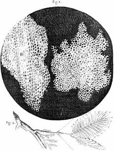 Robert Hooke