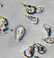 Descubrimiento de los microbios en el agua.