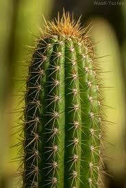 Cacti
